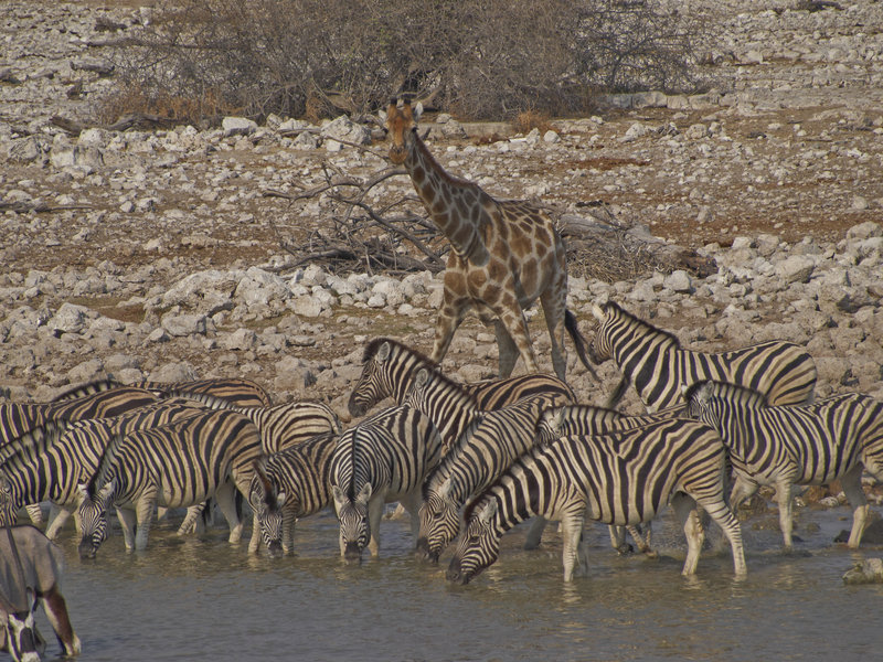 Okaukuejo, Zebra, Giraffe